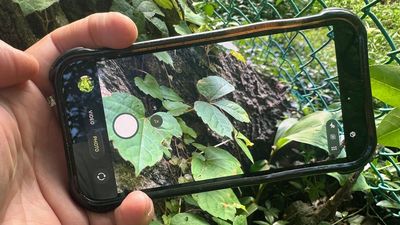 I'm seriously allergic to poison ivy — this Gemini feature helps me when I'm weeding