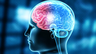 How does a single cell build a 170 billion-cell brain? Scientists discover the astonishing blueprint behind how the human brain builds itself