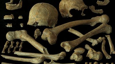 Some of the last surviving Neanderthals were remarkably diverse ‪—‬ suggesting inbreeding didn't doom them