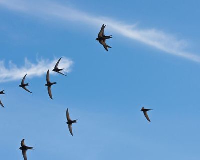 Migrating swifts loyally return every year to nests in buildings, study finds