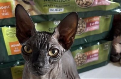 Katie Price fears cat has been STOLEN as she appeals for help