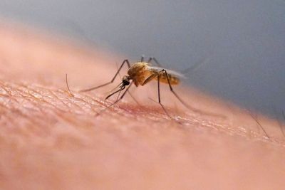 Doctor issues mosquito warning amid UK heatwave