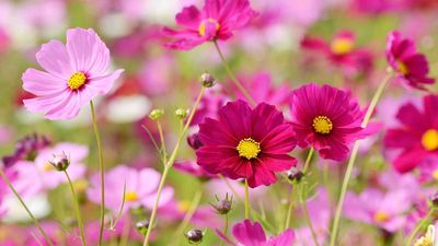 What You Do With Cosmos in June Can Make or Break Their Summer Display – How to Keep Them Blooming Until Fall