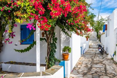 Why Sifnos is Lucy Delius’s Cycladean diamond