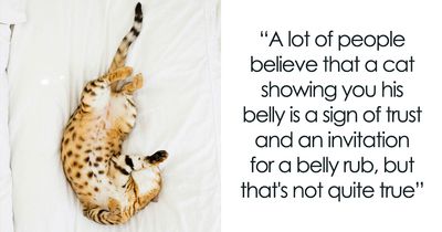 15 Things Cats Do That Seem Strange But Actually Make Perfect Sense