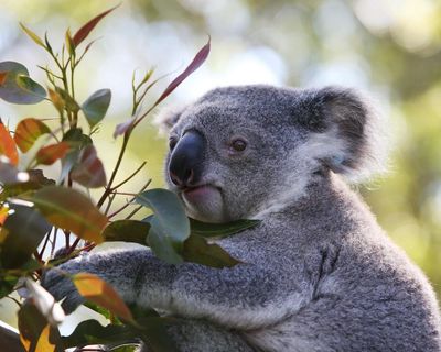 Park to protect 12,000 koalas to go ahead via contentious carbon credit deal by Albanese government