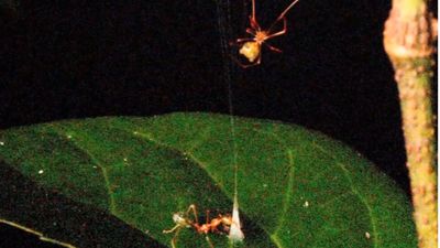 Scientists Discover Deadly 'Ballista Spider' That Fires Ants Sky-High With Silk Spring Trap