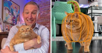 Thousands Followed Pumpkin’s Weight-Loss Journey, Now The Viral Rescue Cat Has A Forever Home