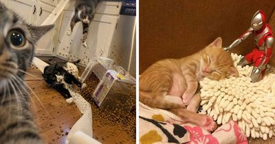 This Instagram Page Shared 45 New Funny Cat Moments That Cat Owners Might Find Relatable