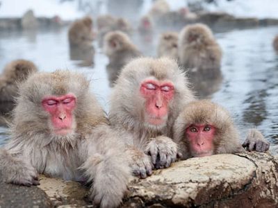 Japan 'snow monkey' park to cap visitors after overcrowding, bad behaviour