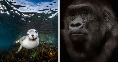22 Breathtaking Animal Winners From The 1839 Photography Awards 2026