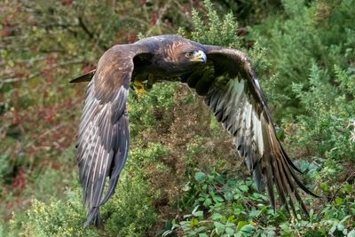 Golden eagle released as part of conservation project found with 17 shotgun pellets