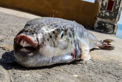 Greece is paying fishermen to catch toxic toadfish invading the warming Mediterranean