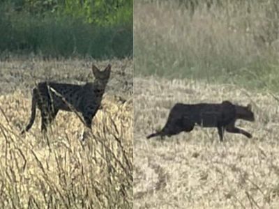Bramerton big cat sighting sparks RSPCA probe after mysterious Leopard-like animal seen roaming Norfolk field in UK