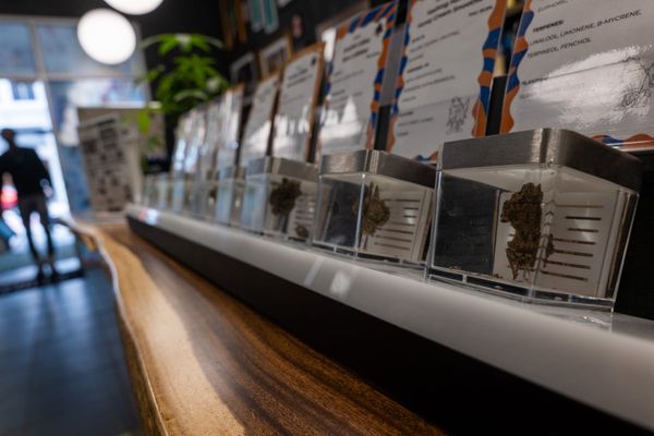 Massachusetts could become the first state to reverse marijuana legalization when it votes in November