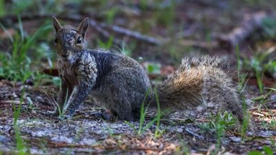 Multiple states, including Florida, report sightings of Zombie-like squirrels with oozing warts, but experts say there is no reason to worry