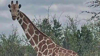 Where is Gracie? A 14-foot giraffe disappeared in Texas. How do you lose an animal that big?