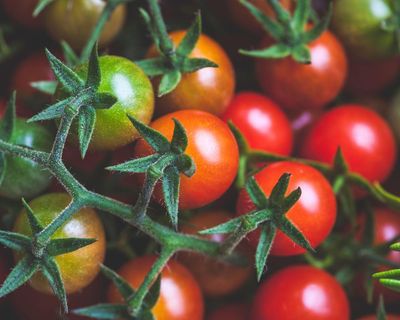 Compost tomatoes and community are teaching me valuable lessons in the face of an uncertain future