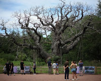 Death of the Major oak should spur tree protection