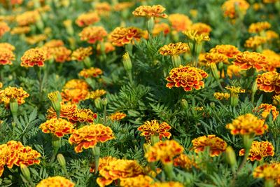9 Cheap Plants That Create Instant Curb Appeal