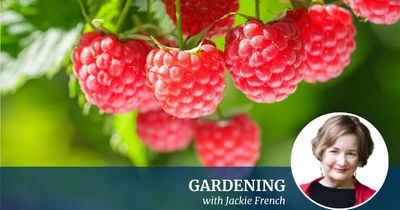 Why Jackie French will never freeze her raspberries again