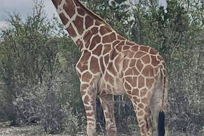 Gracie the Giraffe, who went missing after wandering off a Texas ranch, is finally found