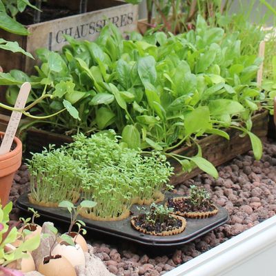 7 vegetables to sow in containers right now for delicious late-summer harvests – these fast-growing varieties are perfect for small gardens