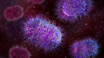 Scientists infected a 'vagina on a chip' with gonorrhea — then cured it with a new antibiotic found by AI
