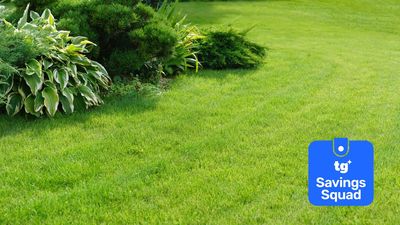 Gardeners urged not to make this mistake with their grass clippings: Here’s why you shouldn’t throw them away