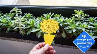 I finally got rid of the gnats inside my house, but it took buying these 3 specific things to make the difference