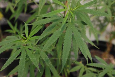 Digital platform to speed up Thai cannabis exports