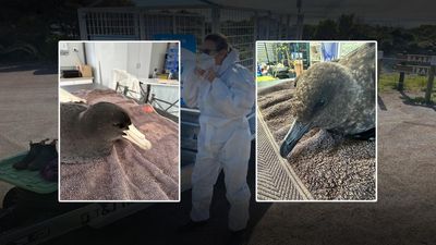 Fourth case of deadly flu detected in migratory seabird