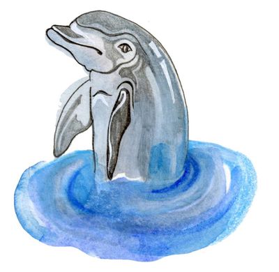 How do dolphins’ blowholes work and how fast do clouds travel? The kids’ quiz