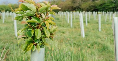 200-year-old Scottish forestry firm fell into administration owing over £8m