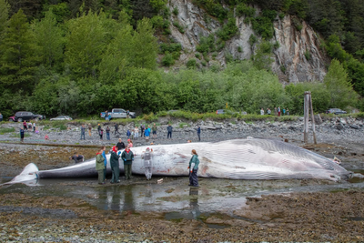Cruise ships told to reduce speed after pregnant endangered whale killed in Alaska
