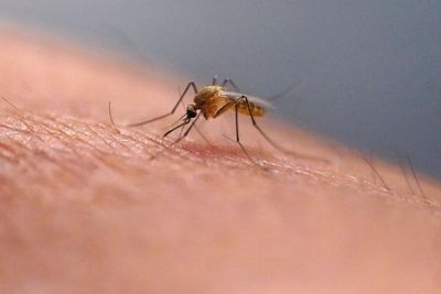 Scratching that bug bite might feel good at first but science explains why it's a bad idea