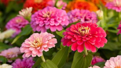 6 Flowers to Grow in June for Blooms by August – It's Not Too Late For a Summer of Color