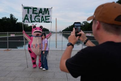 The internet is buzzing about Trump’s algae-struck Reflecting Pool