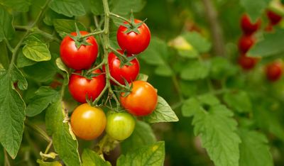 7 Things That Secretly Stress Tomato Plants
