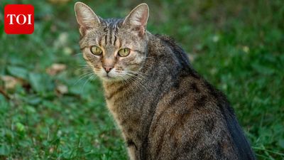 In 2000, conservationists eradicated the last cat from Macquarie Island to save its seabirds; without the cats, rabbits exploded and stripped the World Heritage island down to bare ground