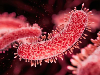 Shigella outbreak in Kerala: 10 new cases reported