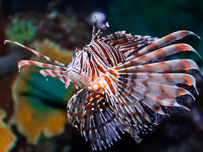 In 1985, the first invasive lionfish was spotted off Florida after aquarium releases; within decades, it had spread across much of the Caribbean and US Atlantic coast, devastating reef fish that had no natural defense against it