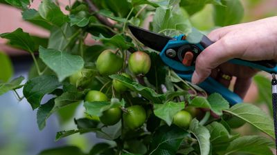 Doing This One Thing to Your Fruit Trees Now Will Result in Larger and Better Harvests – Even if They Do a ‘June Drop’ Each Year