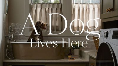 Who Says the Humans Are in Charge? – Inside Beautiful Homes Designed Around Their Four-Legged Residents
