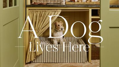 Inside Beautiful Homes Where the Dog Comes First – And Great Design Follows