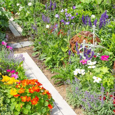 9 of the prettiest edible plants to grow if you want a garden that looks as good as it tastes – they'll add colour, scent and flavour