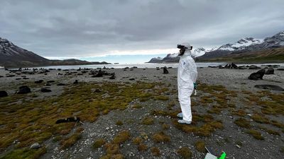 The last continent: how deadly bird flu travelled the world before landing on a remote Australian beach
