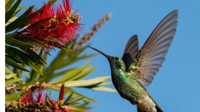 3 easy steps to protect visiting hummingbirds from the summer heat