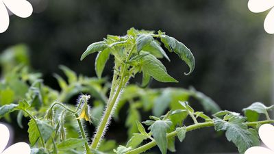Are your tomato plants looking a little fruitless? Here are the three rules to follow for a plentiful summer harvest