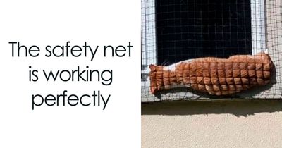 “Seconds Before He Risked It All”: 67 Memes That Are Funny Because They Involve Cats